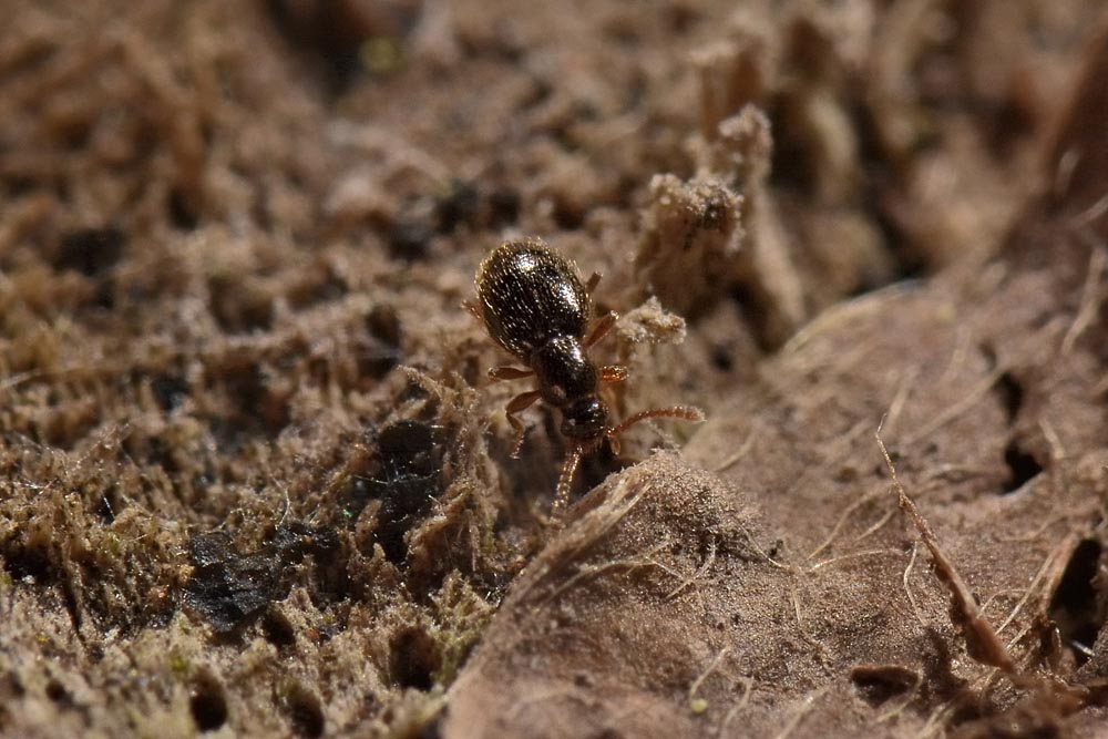 Minuscolo Scydmaenidae